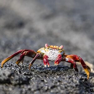 Adult Sally lightfoot crab (Grapsus grapsus) preparing to molt on Fernandina Island