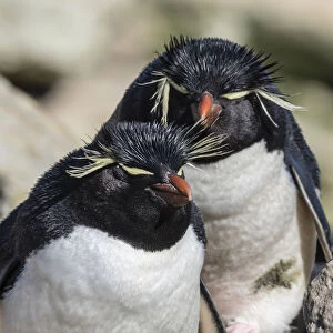 Adult southern rockhopper penguins (Eudyptes chrysocome) on New Island, Falkland Islands
