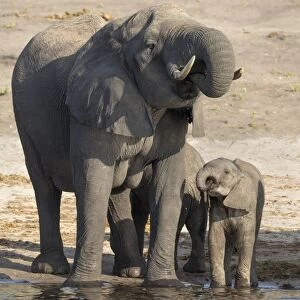 African elephants (Loxodonta africana) drinking at river, Chobe River, Botswana, Africa