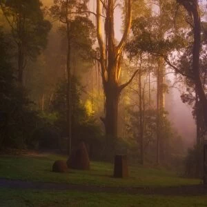 Alfred Nicholas Gardens, Dandenong Ranges, Victoria, Australia, Pacific
