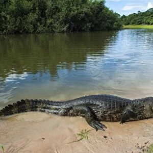 Alligator (Yacare caiman) in the Pantanal, UNESCO World Heritage Site, Brazil, South America