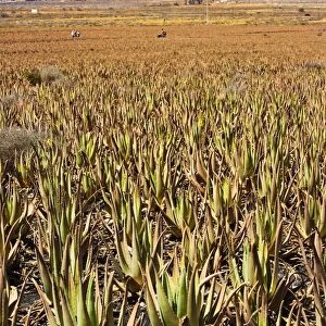 Aloe Vera plants at Savimax finca and factory, known for its tours and shop, Valles de Ortega, Fuerteventura, Canary Islands, Spain, Europe