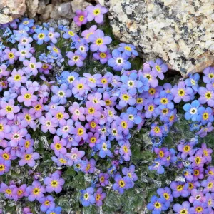 Alpine forget-me-not (Eritrichium nanum), Mount Evans, Colorado, United States of America