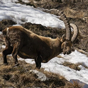 Alpine ibex (Capra ibex), Gran Paradiso National Park, Aosta Valley, Italy, Europe