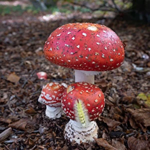 Amanita Muscaria (fly agaric) mushrooms in the underwood with a processionary bug (caterpillar) climbing one of them, Emilia Romagna, Italy, Europe
