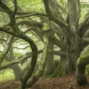 Ancient Beech Tree Print, Dartmoor National Park Ancient Beech Tree Print, Dartmoor National Park