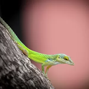 Lizards Canvas Print Collection: Green Anole