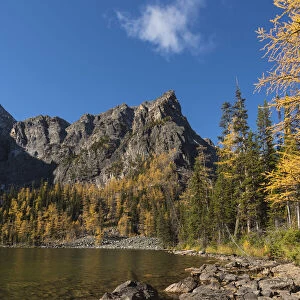 Arnica Lake in Autumn with Larch trees and Mountains, Banff National Park