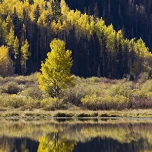 Aspens in fall colors reflected in Crystal Lake