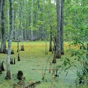 Atchafalaya Swamp near Gibson in the heart of Cajun Country