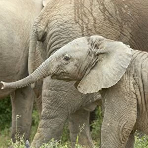 Baby African Elephant (Loxodonta africana), Addo Elephant National Park