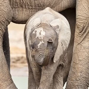 Baby elephant (Loxodonta africana), Addo Elephant National Park, Eastern Cape