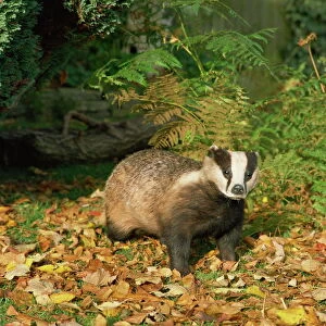 Badger (Meles Meles), United Kingdom, Europe