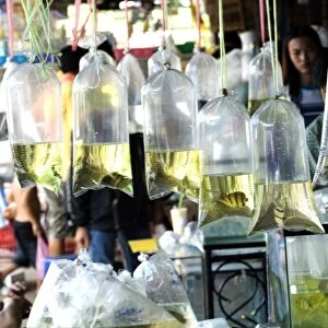 Bags of tropical fish, Chatuchak weekend market, Bangkok, Thailand, Southeast Asia, Asia