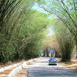 Bamboo avenue, St