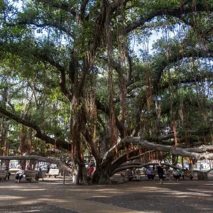 Banyan tree, Lahaina, Maui, Hawaii, United States of America, Pacific