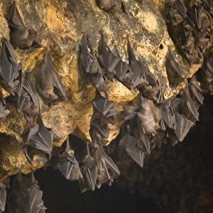 Vespertilionidae Metal Print Collection: Eastern Cave Bat