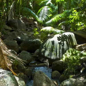 Beautiful rocks in the jungle of Valle de Mai, UNESCO World Heritage Site