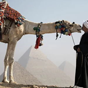 A Bedouin guide with his camel, overlooking the Pyramids of Giza, UNESCO World Heritage Site