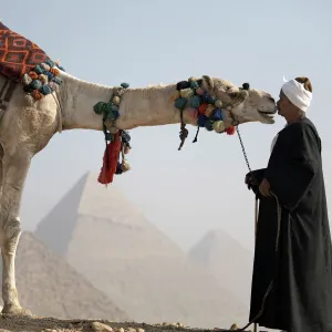 A Bedouin guide with his camel, overlooking the Pyramids of Giza, UNESCO World Heritage Site