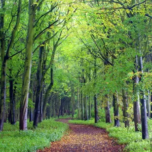 Beech woodland in spring with path snaking between the trees, Alnwick Garden, Alnwick, Northumberland, England, United Kingdom