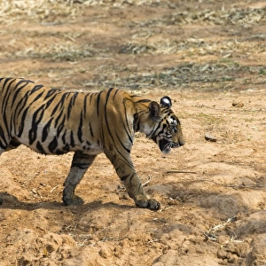 Bengal tiger (Panthera tigris tigris), Bandhavgarh National Park, Madhya Pradesh