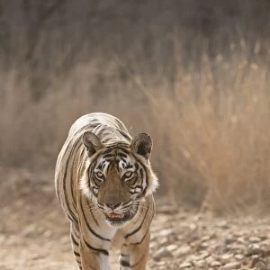 Bengal tiger (Panthera tigris tigris), Ranthambhore, Rajasthan, India, Asia