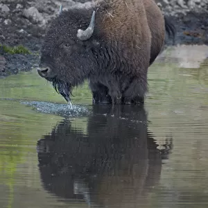 Bison (Bison bison) drinking from a pond, Custer State Park, South Dakota, United States of America, North America