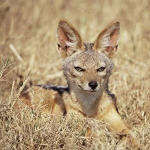 Black-backed jackal (Canis mesomelas), Ngorongoro Crater, Tanzania, East Africa, Africa