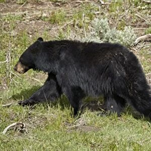 Black Bear (Ursus americanus) sow and two chocolate cubs-of-the-year, Yellowstone National Park