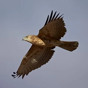 Accipitridae Collection: Black Chested Snake Eagle