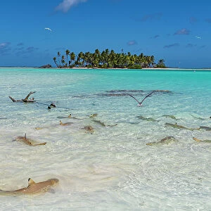Black tipped reef sharks in the Blue Lagoon, Rangiroa atoll, Tuamotus, French Polynesia, South Pacific, Pacific