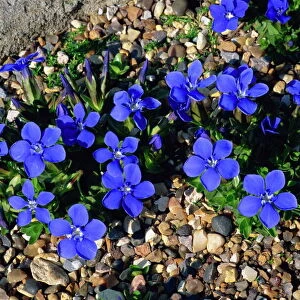 Blue gentian flowers, Gentiana Verna, taken at Wisley, Surrey, England
