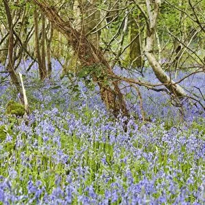 Bluebells in flower in Ladys Wood, near South Brent, Devon, England, United Kingdom