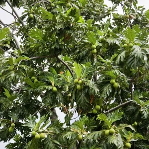 Breadfruit Tree Print, Kingstown, St. Vincent Breadfruit Tree Print, Kingstown, St. Vincent