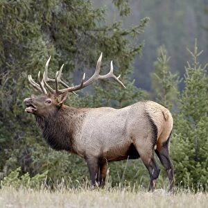 Bull elk (Cervus canadensis) demonstrating the flehmen response during the rut