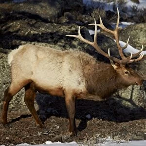 Bull elk (Cervus canadensis), Yellowstone National Park, UNESCO World Heritage Site, Wyoming, United States of America, North America