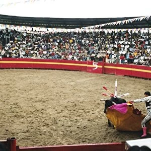 Bull fighting, Tena, Ecuador, South America