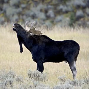 Bull moose (Alces alces) calling, Wasatch Mountain State Park, Utah, United States of America, North America