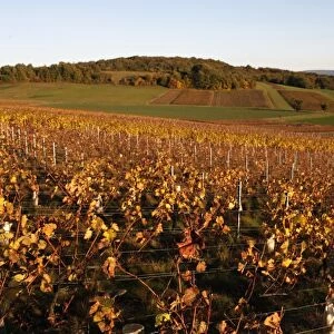 Burgundy vineyard, Culles-les-Roches, Saone-et-Loire, Burgundy, France, Europe