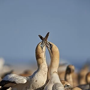 Cape gannet (Morus capensis) pair necking, Bird Island, Lamberts Bay, South Africa