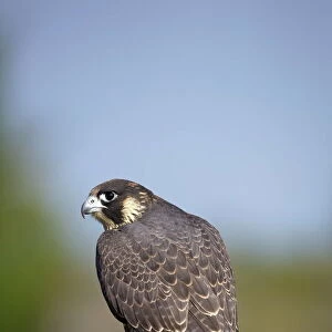 Captive Peregrine Falcon, Loughborough, Leicestershire, England, United Kingdom, Europe