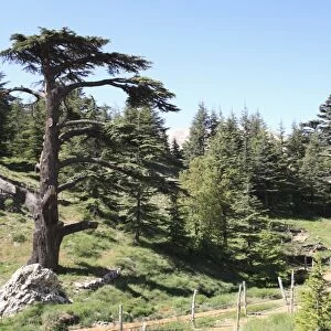 The Cedar Trees of Bcharre, Qadisha Valley, UNESCO World Heritage Site