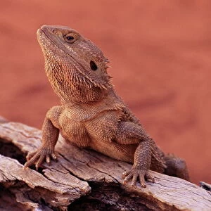 Central bearded dragon (Poona vitticeps) in captivity, Alice Springs, Northern Territory