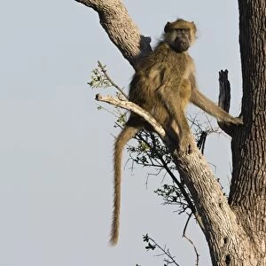 A chacma baboon (Papio hamadryas ursinus) on a tree, Botswana, Africa