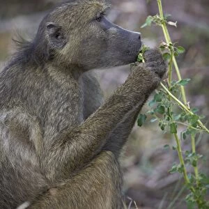 Chacma baboon (Papio ursinus) eating, Kruger National Park, South Africa, Africa
