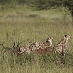 Three cheetah (Acinonyx jubatus), Serengeti National Park, Tanzania, East Africa, Africa