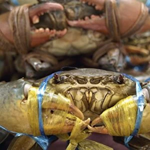 Close-up of crabs for sale at the weekend market in Bangkok