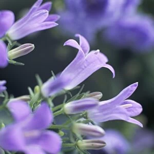 Close-up of flowering campanula Monic