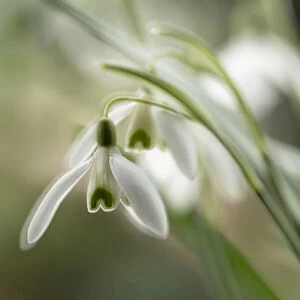 Close-up macro photograph of Snowdrops in North Yorkshire, England, United Kingdom